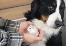 This dog obviously isnt a fan of its owners new hamster...