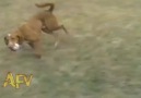 This dog really knows how to fetch!!