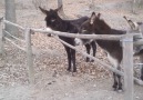 This donkeys friends couldnt get over this fence so he decided to help them out