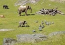 This dopey baby elephant chasing birds and taking a tumble has made my day