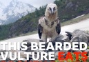 This dramatised story reveals the bearded vultures very unique diet.