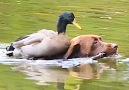 This duck hates the water except when he&riding on his favorite dog&head