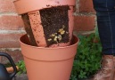 This easy-harvest potato planter is perfect for small-space gardening.