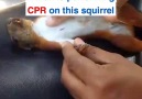 This electrocuted squirrel got a second chance at life thanks to this man