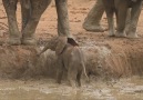 This Elephant Calf Stuck in the Mud Symbolizes All of Our Stru...