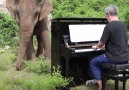 This elephants world was dark and empty until a man and a piano came along.
