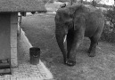 This elephant was caught on camera tidying up rubbish