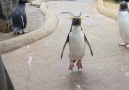 This excitable penguin is a bundle of joy Edinburgh Zoo