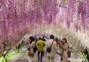 This flower tunnel is magical