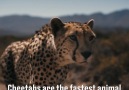 This Formula E car raced a cheetah to see which was faster