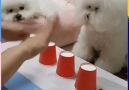 This genius dog is paw-some at playing shell game.