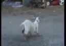 This Goat Deserves An Oscar