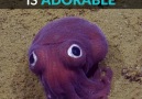 This googly-eyed little squid is adorable