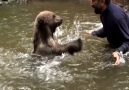 This grizzly bear found an unlikely friend