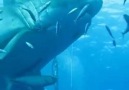 This guy high fives one of the largest great white sharks ever...