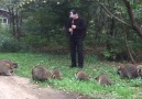 This guy is the raccoon pied piper Newsflare