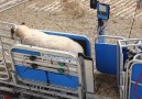 This helps farmers easily weigh tag and inspect their flock.