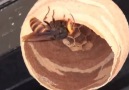 This hornet queen spent three days building the perfect nest