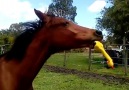 This horse just loves to play with rubber chicken