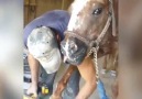 This horses got the cutest reaction ever while getting its nail done