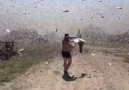 This huge swarm of locusts is like a real-life nightmare Newsflare