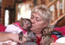 This human foster mom is taking care of 6 monkeys at her house.