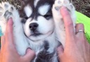This Husky Pup Is Too Much