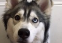 This husky thinks hes a cat! Those ears
