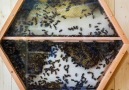 This indoor beehive lets you share your house with bees