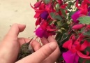 This injured hummingbird was too weak to eat on his own but got a helping hand