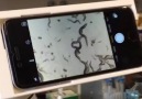 This iPhone attachment lets us see the microscopic world like never before.