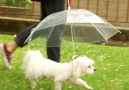 This is actually an umbrella for your dog