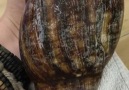 This is a Giant African Snail Amazing