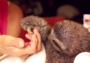 This is a ROMANTIC baby SLOTH!