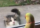 This is AWESOME !!! Parrot playing peekaboo with the cat from across the street