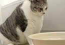 This is how royal cats drink water.