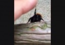 This is how you high five a bee