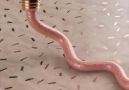 This is incredibly satisfying to watch Credit Andreas Wannerstedt