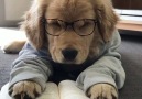 This is me while reading a bookTag your friends!View More Via dogsofworld