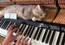 This is one good meowssage chairBy Minh Piano