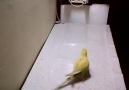 This is one smart bird