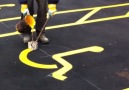 This is so satisfying to watch Fastlane Roadmarkings