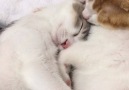 This is the cutest thing youll see all day. Join our group Happy Cats