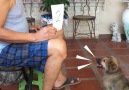 This is the smartest puppy in the world