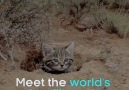 This is the world&DEADLIEST cat. Seriously. Look at her.