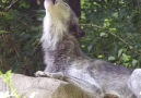 This is what 51 wolves howling sounds like