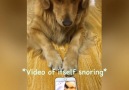 This is why I absolutely need a golden retriever in my life Credit Newsflare