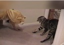 This is why I love cats Follow Howlers for more!