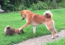 This is why I love Shibas!