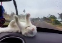 This kitten is DETERMINED to catch the windshield wipers